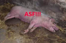 Na mapie GIW pojawił się kolejny czerwony punkt, oznacza to, że mamy już 10 ognisk ASF w Polsce. Wirus atakuje na razie niewielkie chlewnie.