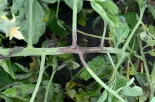 Zaraza ziemniaka na pomidorze