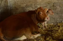 Nabór wniosków o dopłaty bezpośrednie i ekoschematy został wydłużony do 1 lipca. Hodowcy i producenci bydła mięsnego mogą w tym roku dodatkowo skorzystać z dopłaty za praktyki dobrostanowe w gospodarstwach uczestniczących w krajowych systemach jakości QMP. Jest jeszcze czas na zdobycie certyfikatu, policz, czy się opłaca!