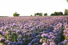 Międzyplony: Naukowcy mierzą potencjał ochrony klimatu