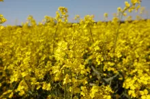 Kto produkuje najwięcej biodiesla na świecie? TOP 4 kraje