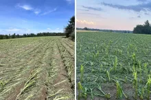 Grad zmasakrował rolnikowi 80 ha upraw