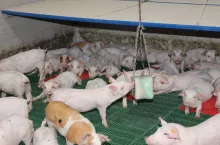 Specjalne lizawki uzupełniają niedobory soli i są elementem do zabawy dla świń