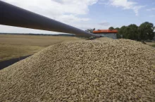 Jęczmień skoszony czeka na przyczepie