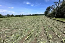 Grad zmasakrował rolnikowi 80 ha upraw
