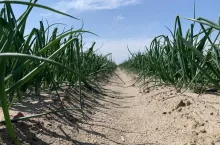 Plantacja cebuli wciornastek