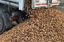Kontrola graniczna dostarczanych bulw