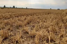 żniwa, ściernisko