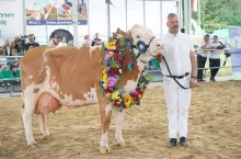 Superczempionką wśród ras innych została krowa rasy simentalskiej, wyhodowana w Stadninie Koni Pępowo – Ambrose 11, po buhaju GS Versetto i krowie Ambrose. W maksymalnej laktacji dała 12 272 kg mleka