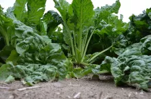 burak, pole, plantacja, uprawa, okopowe