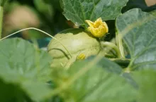 Uprawa melonów 2024