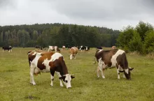 Mleko pastwiskowe: Nowa klasyfikacja coraz bliżej