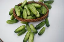 Dla uzyskania dorodnych ogórków nie wystarczy jeden zabieg ochronny. Najlepiej powtarzać go co siedem dni