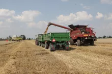 Duże korekty w zbiorach zbóż i rzepaku! Nowe prognozy KE