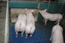 Jakie są aktualne ceny świń w Polsce?