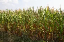 Kukurydza susza