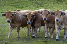 Dania wprowadza podatek od emisji CO2