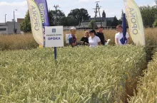 Dni pola w Hodowli Roślin Strzelce - Grupa IHAR