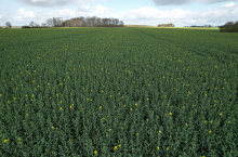 Na zdjęciu widać w łanie pojedyncze zakwitające rośliny rzepaku. To właśnie egzemplarze odmiany Exavance zastosowanej jako 7-procentowa domieszka do materiału siennego głównego mieszańca