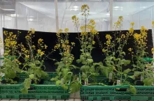 Rośliny doświadczalne zapylane przez trzmiele wykazały istotne różnice w kształcie w przeciwieństwie do grup zapylanych ręcznie.