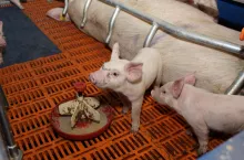 – W Unii Europejskiej oporność na antybiotyki jest przyczyną co najmniej 33 tys. zgonów rocznie, 2,5 mln dodatkowych hospitalizacji i około 1,5 miliarda euro szacunkowych kosztów społecznych – mówił Jan Hitzger z DSM-Firmenich podczas tegorocznej Międzynarodowej Konferencji Lekarzy Chorób Świń odbywającej się w Krakowie.