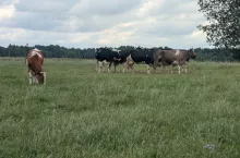 Krowy, bydło