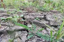 susza rolnicza na polu