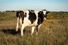 Rolnicy nie mają czym karmić krów, a aplikacja suszowa wciąż nie działa