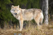 Young grey wolf in the forest looking into camera.
