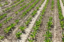 R. Brodowski Niezbędne dokarmianie dolistne buraka cukrowego Portal WRP 30.03.2022