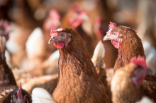 Rośnie popyt na jaja we Francji: Hodowcy planują rozwój