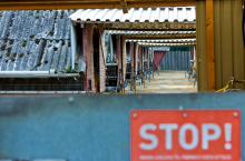 Prawo i Sprawiedliwości jest ZA zakazem hodowli zwierząt futerkowych. Politycy tej partii proponują 15 letni - okres przejściowy. Hodowla będzie mogła się odbywać na dotychczasowych warunkach, ale jednocześnie obowiązywać będzie zakaz budowy nowych ferm.