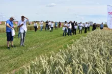 Podczas Dnia Pola firma zaprezentowała kolekcję swoich najlepszych odmian roślin