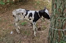 Sprawcy porzucenia cielaka i pozostawienia go na pewną śmierć, grozi kara do 5 la pozbawienia wolności.