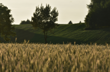 Handel międzynarodowy kluczem do bezpieczeństwa żywnościowego LDC