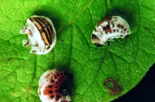 Owadobójcze działanie grzyba Beauveria
bassiana na stonkę testowano w Polsce już w latach 50. XX wieku. Mimo skuteczności metody nie mamy ani jednego środka do stosowania w ziemniaku na tego szkodnika.