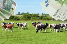 Jakie są ceny mleka w skupie w Polsce i w Niemczech. Jaka różnica za maj?