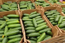 Import ogórków Rosja