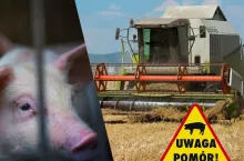 Rolnicy nie mogą zbierać zboża przez ASF. Absurd u naszego sąsiada
