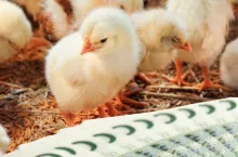 Co z odszkodowaniami dla hodowców drobiu? Minister: są nieefektywne