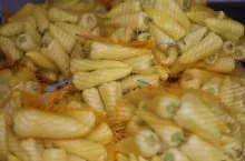 Papryka żółta stożek