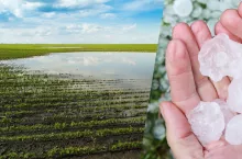 Jak soja radzi sobie z suszą i gradobiciem? ”Nawet zwiększenie plonów”