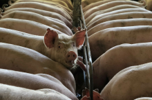 Renowacja piętrowej chlewni Ekseko rozpoczęła się w 2011 roku i trwała aż do 2020 roku.