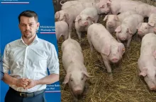Kołodziejczak nakazałem wstrzymanie uboju świń pod Kiszkowem