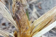 zgnilizna twardzikowa, rzepak