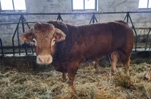 Dopłaty do buhaja: jest nowy wzór wniosku