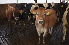 Mleko od rasy jersey ma kuleczki tłuszczowe o bardzo małej średnicy i jest najbardziej przydatne do produkcji masła