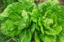 Liście kapusty pekińskiej zawierają duże ilości łatwo przyswajalnego białka oraz wiele witamin i sole mineralne