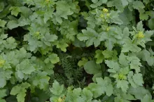 mieszanka, międzyplon, poplon