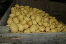 Większe areały ziemniaków we Francji – wzrost o 7%